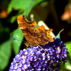 Greeting card - Comma