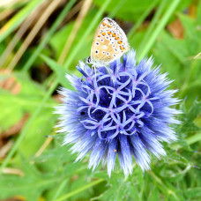 Greeting card - Common Blue