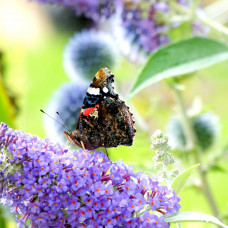 Greeting card - Red Admiral