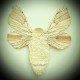 Greeting Card - Bombyx Mori